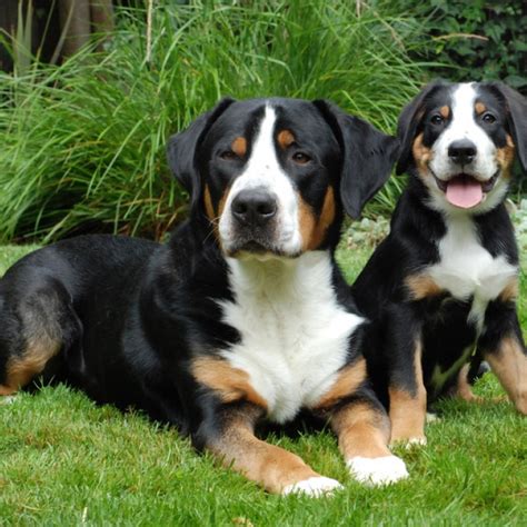 Greater Swiss Mountain Dog Puppy And Greater Swiss Mountain Dog Breed