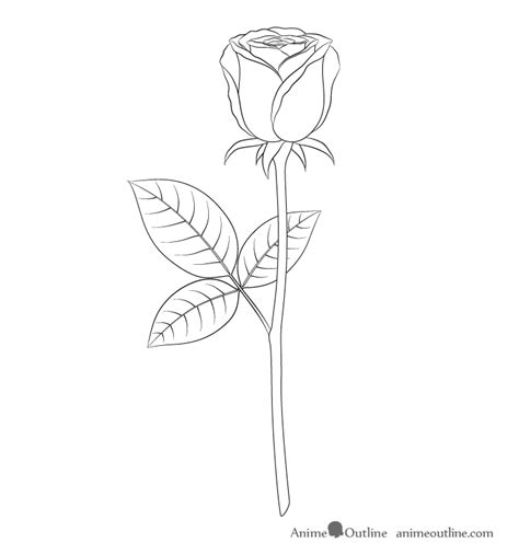 How To Draw A Rose Step By Step Animeoutline