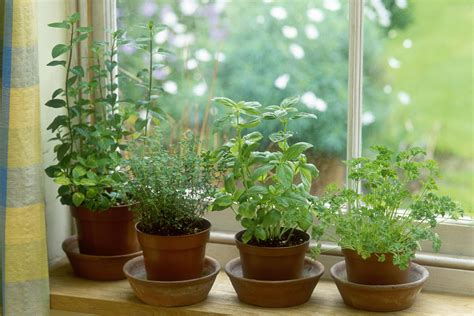 We did not find results for: How to Keep Herbs Alive in Winter