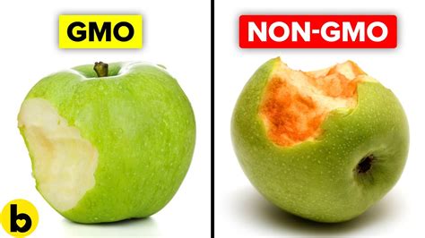 The Pros And Cons Of Genetically Modified Foods