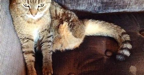 The Super Beautiful Two Legged Cat Imgur