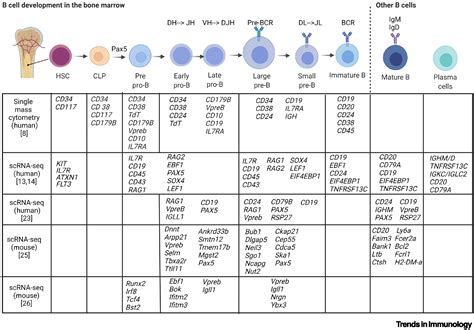 Unraveling B Cell Trajectories At Single Cell Resolution Trends In