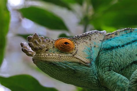 Selective Focus Close Up Photo Of Chameleon Head · Free Stock Photo