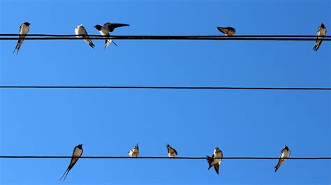 Flock Of Swallows Perching On Cable Wire During Daytime Flock
