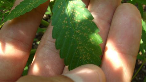 Small Brown Spots On Older Leaves Pics Thcfarmer