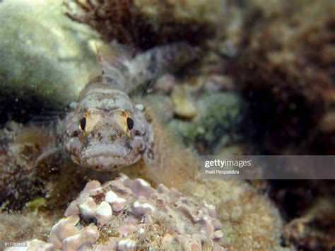 Giant Goby High Res Stock Photo Getty Images