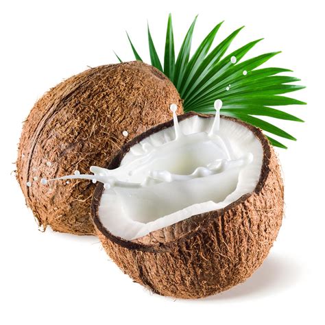 Coconut Clipart Fresh Coconut Fresh Transparent Free For Download On