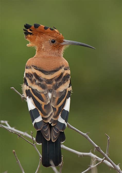 African Hoopoe World Birds Pet Birds Bird Photo