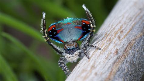 New Species Of Peacock Spider Dances For You And Sex Wired