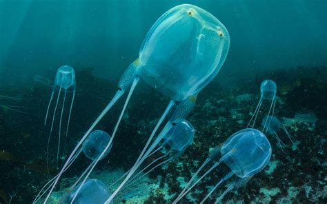 Top 10 Most Dangerous Jellyfish In The World Ultimate Topics