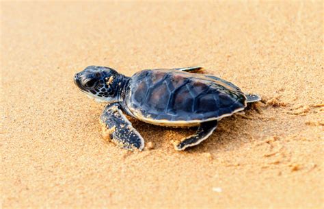 Endangered Green Sea Turtles Map