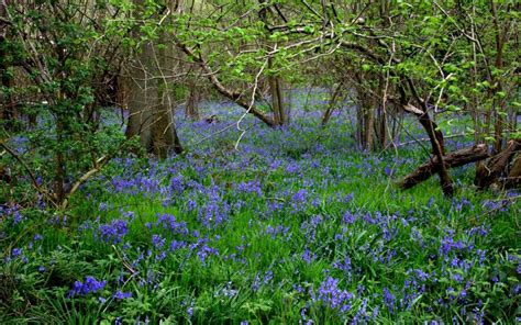 In Pictures Top 10 Spots To See Bluebells In The Uk Bluebells