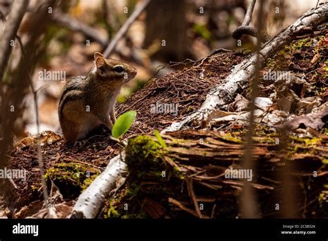 Chipmunk In The Forest Of Algonquin Stock Photo Alamy