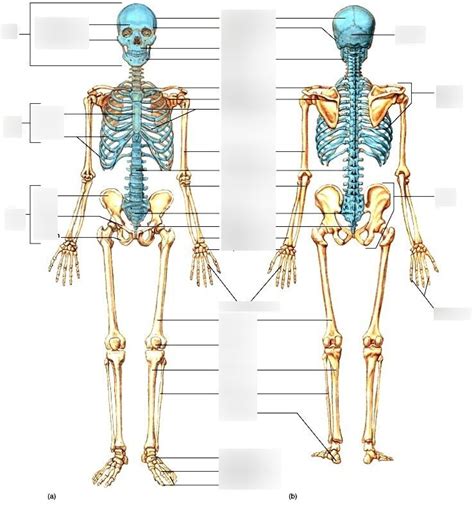 Major Bones Of The Axial And Appendicular Skeleton Diagram Quizlet
