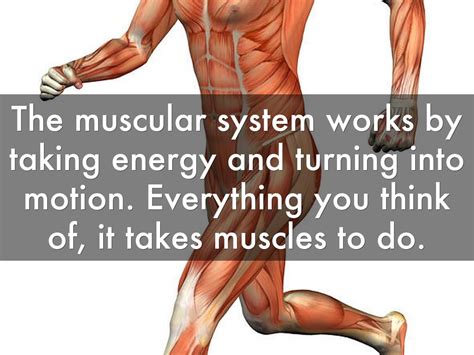 The muscular system can be broken down into three types of muscles: muscular system by umair03042001
