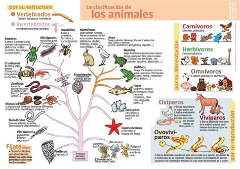 Clasificacion De Seres Vivos Ciencias Naturales Clasificación De Animales