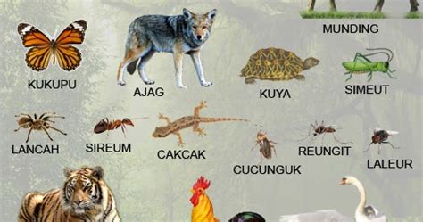 Nama Nama Binatang Dalam Bahasa Sunda Berkas Belajar