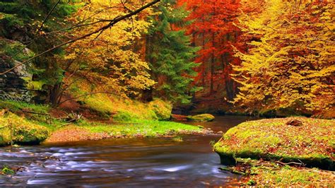 River Between Colorful Autumn Leafed Forest Trees During Daytime Hd