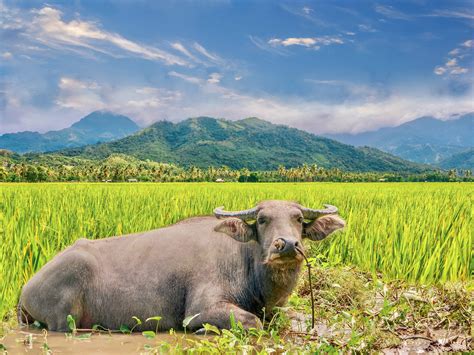 The Philippines Carabao Southeast Asia Globe
