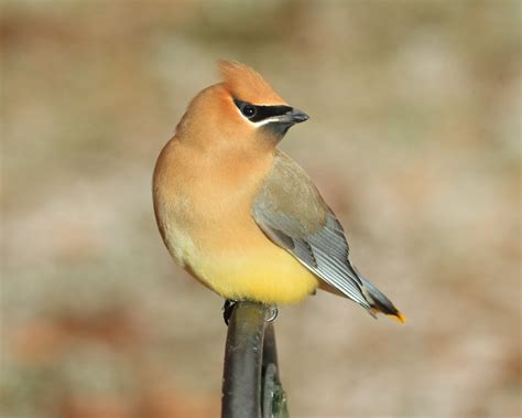 25 Best Images About Birds Found In Arkansas On Pinterest