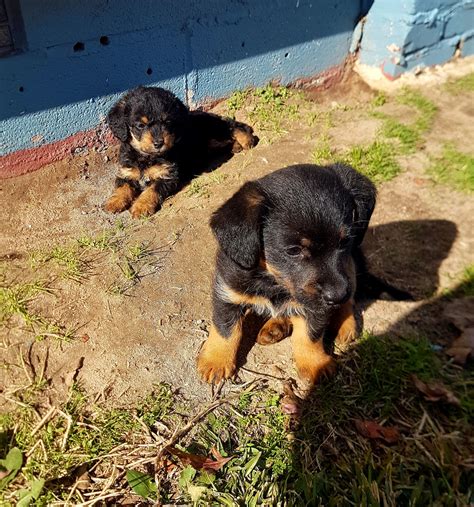 Fayetteville north carolina pets and animals 275 $. Dachshund Puppies For Sale | Jude Road, Smiths, NC #316681