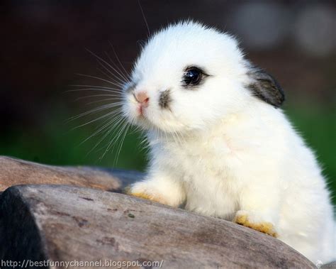 Cute And Funny Pictures Of Animals 62 Bunnies 7