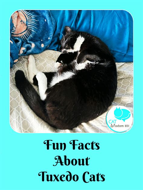 Fun Facts Tuxedo Cats Cat Wisdom 101