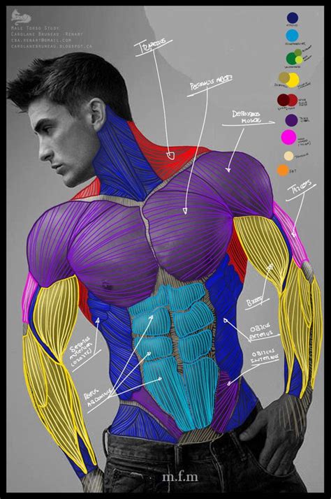 Art References Male Torso Anatomy Human Muscle Anatomy Anatomy For
