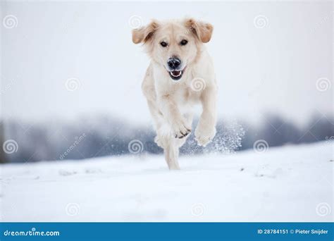 Golden Retriever Running In Snow Stock Image Image 28784151