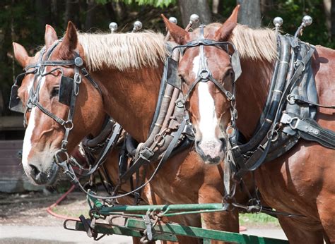 Work Horses Free Photo Download Freeimages