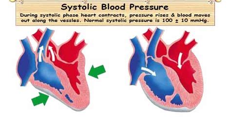 Systolic Blood Pressure Sbp Normal Systolic Blood Pressure Range