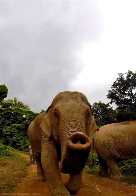 Increíbles Imágenes Animadas De  De Elefante En Las Mejores Animaciones Elephant 