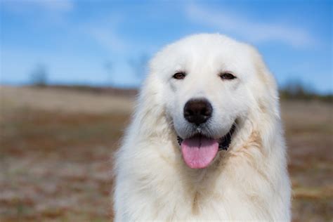 Maremma Sheepdog Breed Guide Info Pictures Care And More Pet Keen