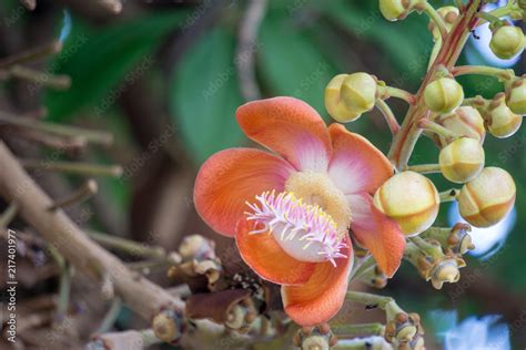 Flowers Of Shorea Robusta Also Known As Sal Sakhua Or Shala Tree This