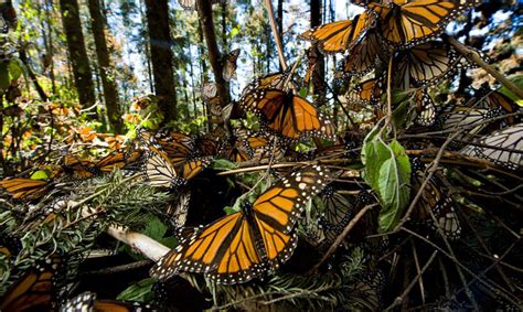 Watch This Stunning Footage As Millions Of Monarch Butterflies Fly