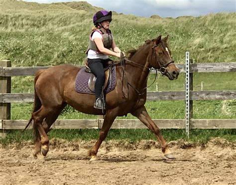 Horse Riding Lessons Learn To Ride Donegal Equestrian Centre