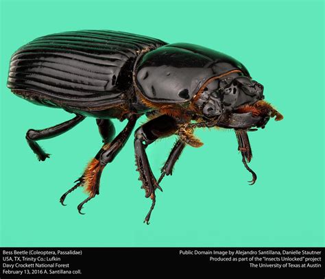 bess beetle coleoptera passalidae usa tx trinity co … flickr