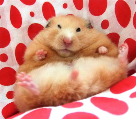 Download Free 100 Staring Hamster Wallpapers