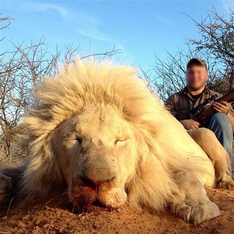 Guy Posts A Picture Of A Killed Albino Lion While Lions