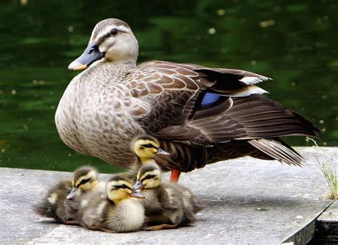 Photos Adorable Baby Animals With Their Moms Baby