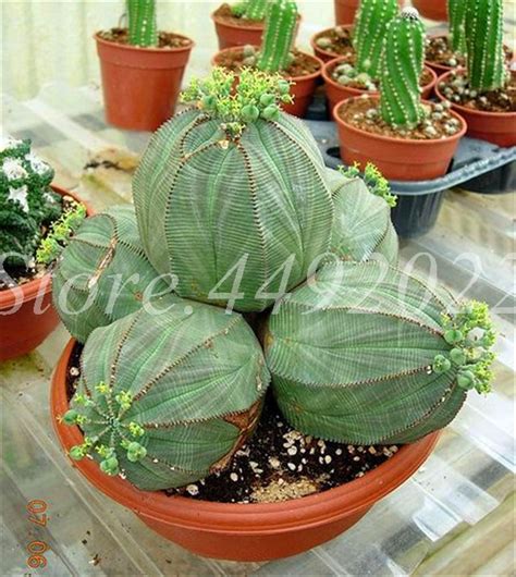 1000 Pcs Bag Real Mini Succulent Cactus Bonsai Rare Perennial Herb Pot