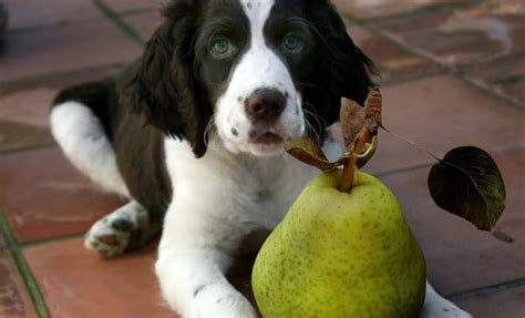 Are Pear Trees Safe For Dogs
