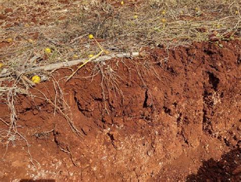 Soil Profile Of A Luvisol At The Uxmal Experimental Station Muna