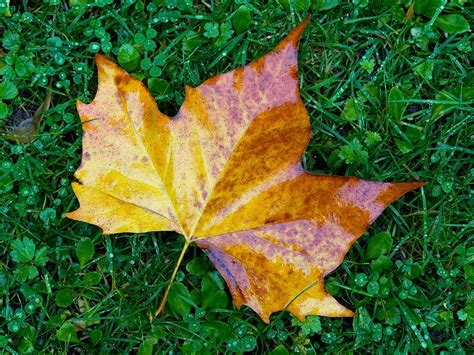 Maple Leaf Autumn Grass Free Photo On Pixabay Pixabay
