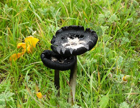 Black Mushroom Point Buchon Trail Need Help With Identi Flickr