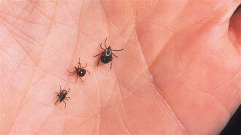 Tick Bites Lyme Disease Treatment Old Farmers Almanac