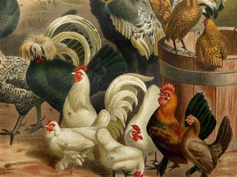 1894 Antique Fine Lithograph Different Species Of Roosters And Hens