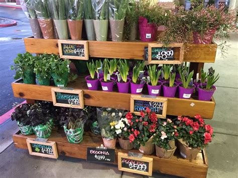 Trader joe's can save you some green on other plants, too! Good deals. Plants/flowers come in decorative pot. - Yelp