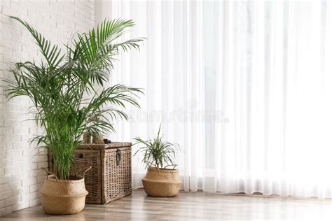 Beautiful Green Potted Plants In Room Interior Space For Text Stock