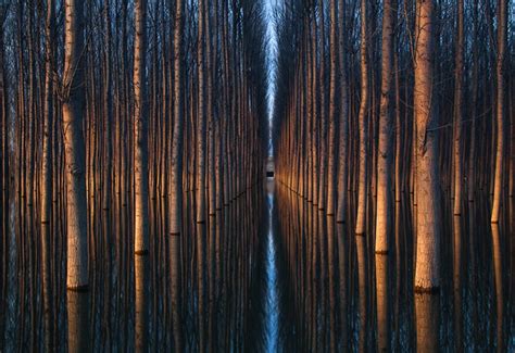 Amazing Landscapes Featuring Rows Of Symmetrical Trees